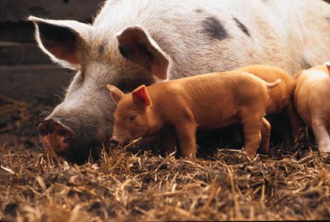 pig 500 Real FB Likes   Get More Followers On Instagram Try At Get Likes Team