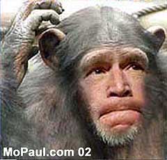 [bushmonkey.jpg]