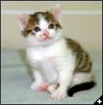 [calico cat]