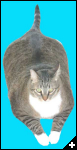 [BigCat]
