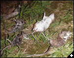 [Mousechwitz.jpg]