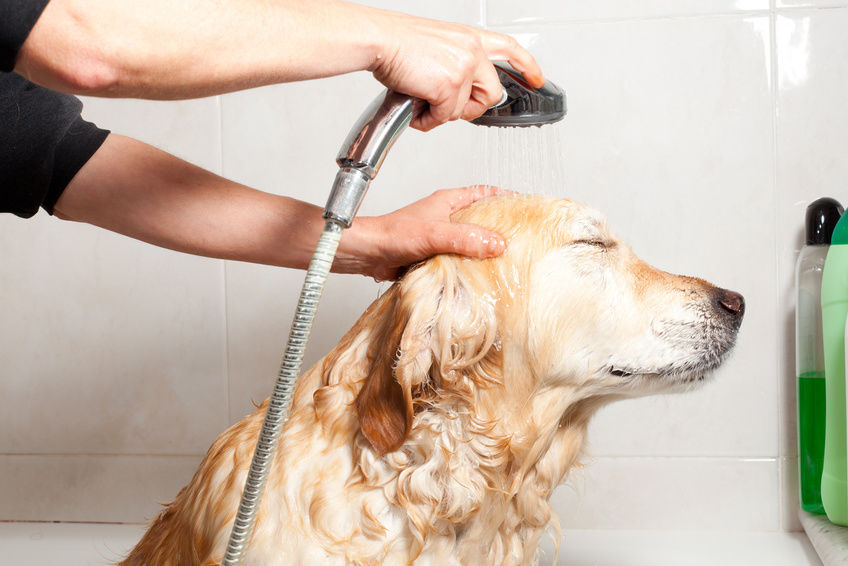 Keeping your dog’s coat clean and glossy