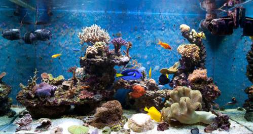 Tips for Maintaining the Perfect Home Aquarium
