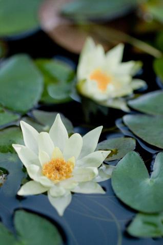 How To Control Algae In Your Pond