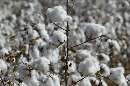 Let’s Talk Cotton