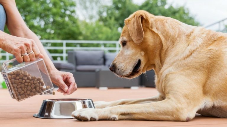 Choosing the Best Grain Free Dog Food for Your Pet